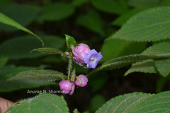 Strobilanthes lupulinus